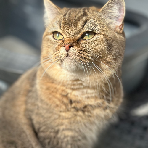 Foto van de poes