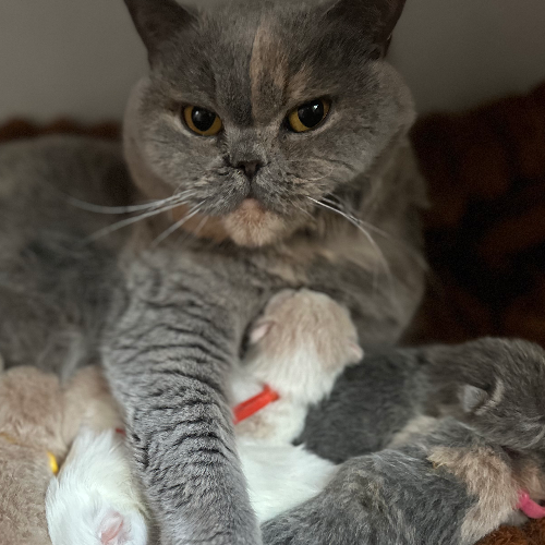 Foto van de poes