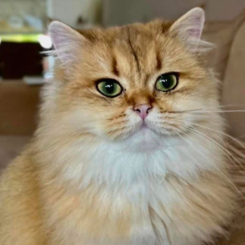 Foto van de poes