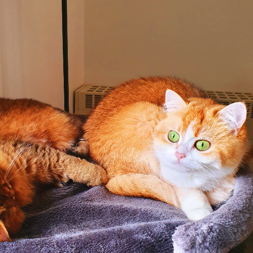 Foto van de poes