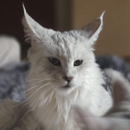 Foto van de poes