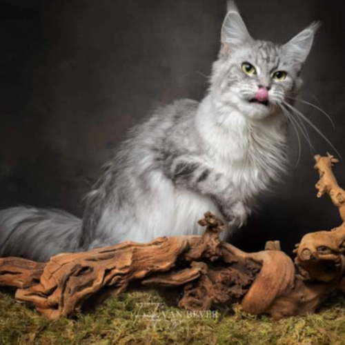 Foto van de poes