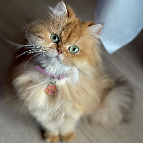 Foto van de poes