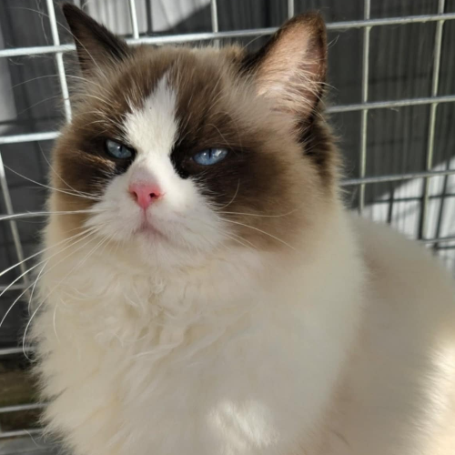 Foto van de poes