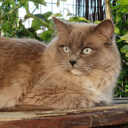 Foto van de poes