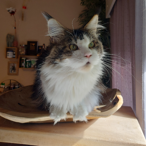 Foto van de poes