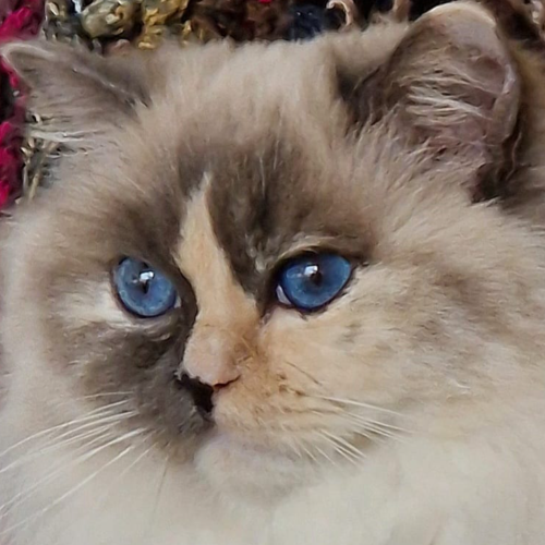 Foto van de poes