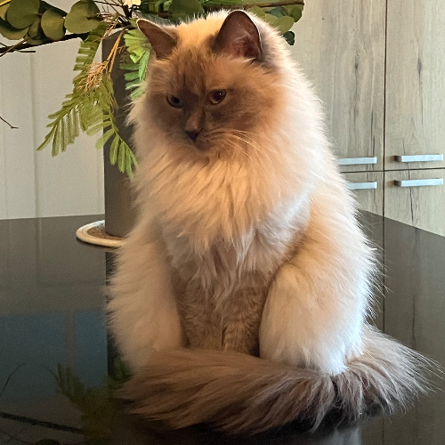 Foto van de poes