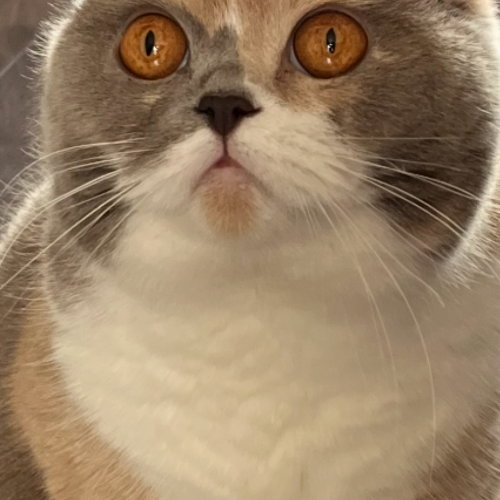 Foto van de poes