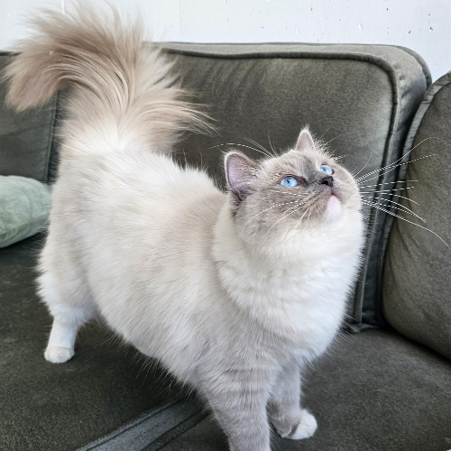 Foto van de poes