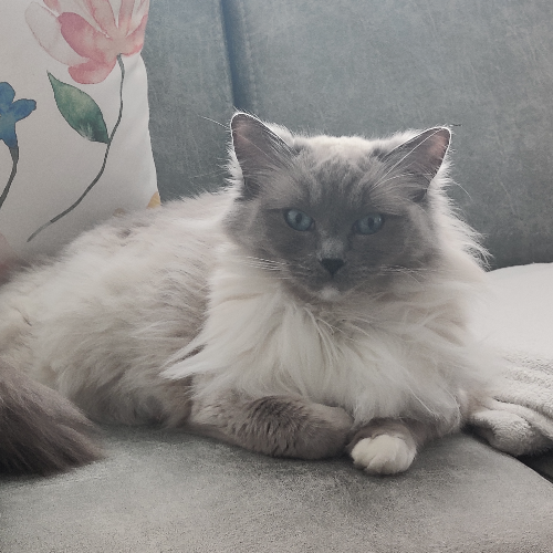 Foto van de poes