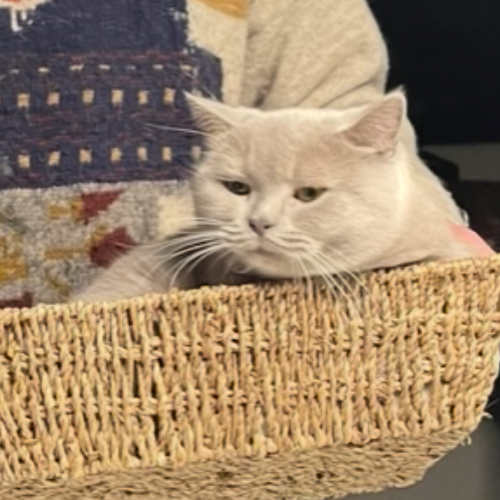 Foto van de poes