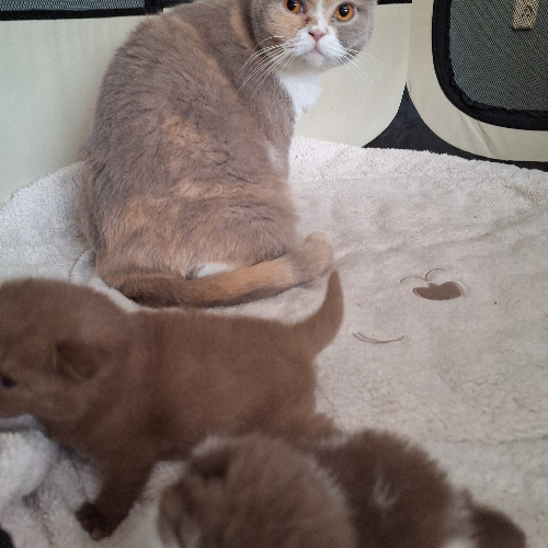 Foto van de poes