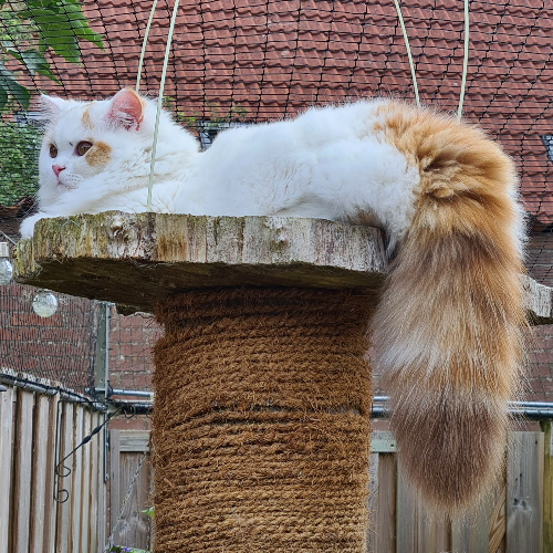 Foto van de poes