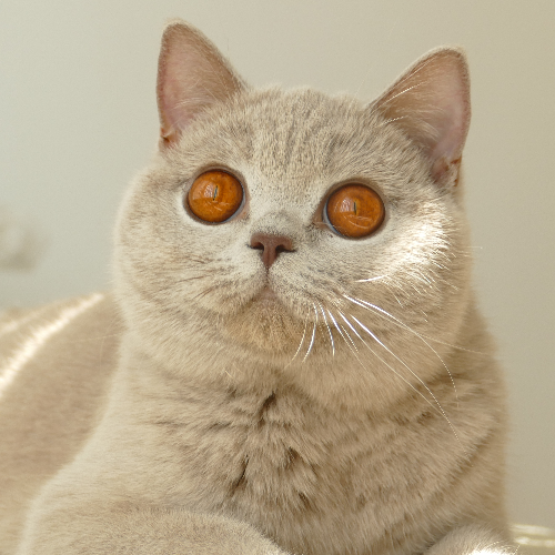 Foto van de poes