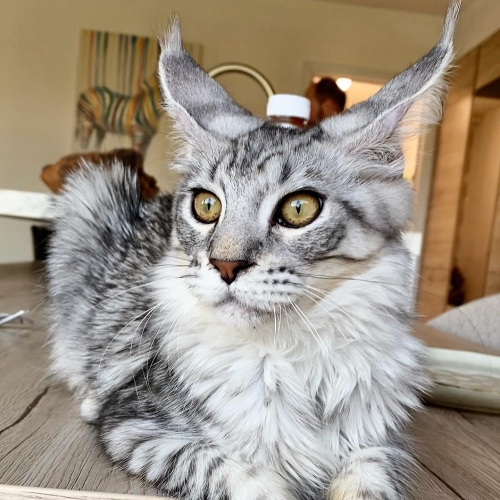 Foto van de poes