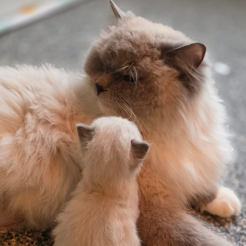 Foto van de poes