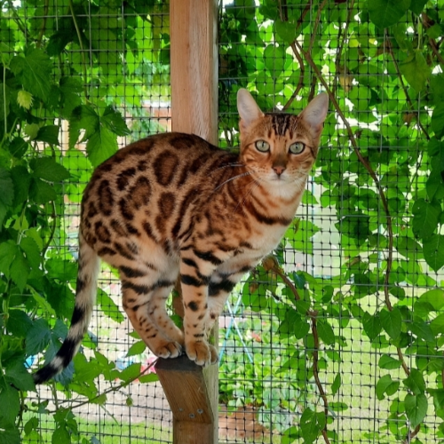 Foto van de poes
