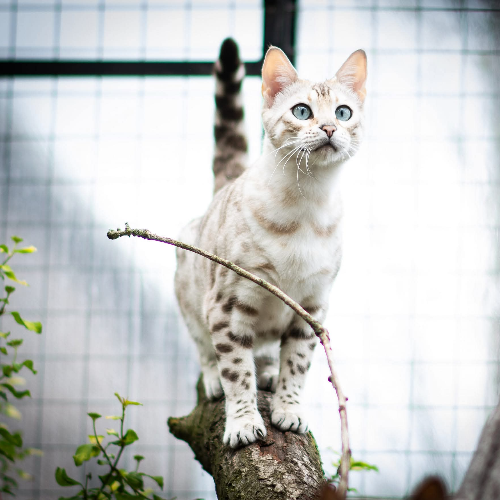 Foto van de poes