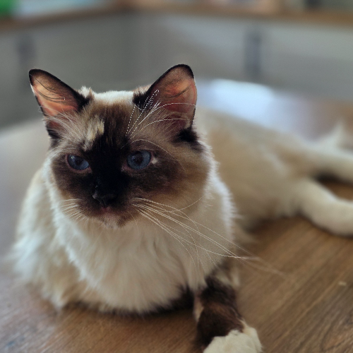 Foto van de poes