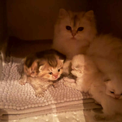 Foto van de poes