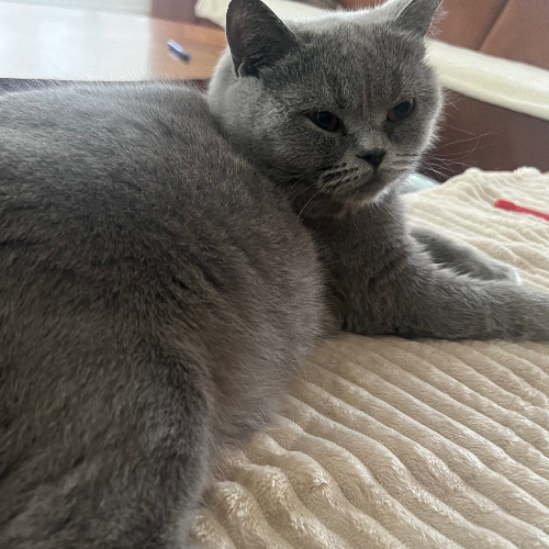 Foto van de poes