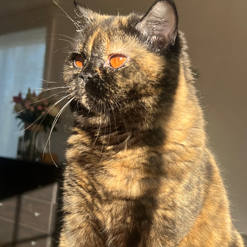 Foto van de poes