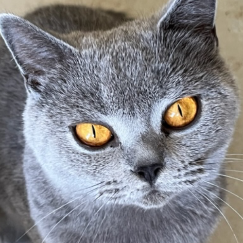 Foto van de poes