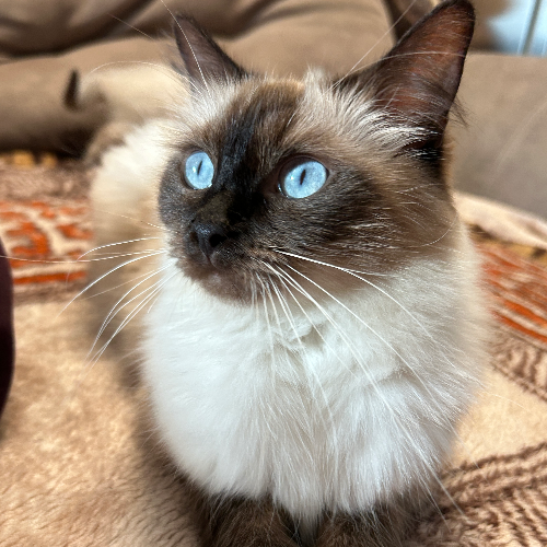 Foto van de poes