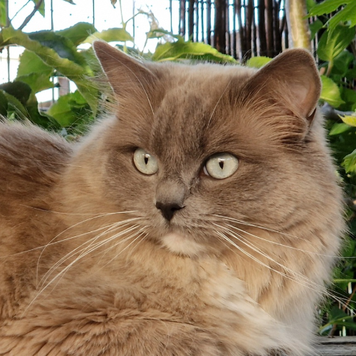 Foto van de poes