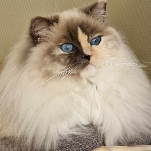 Foto van de poes