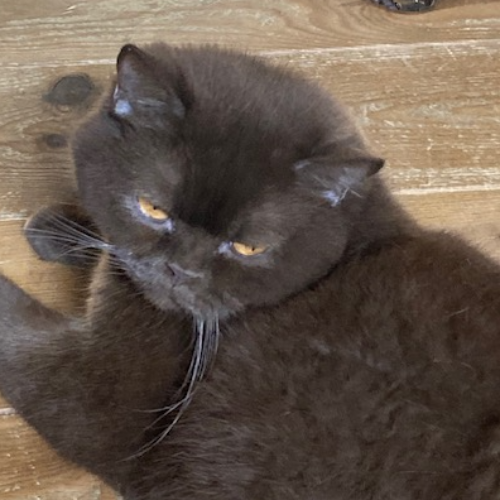 Foto van de poes