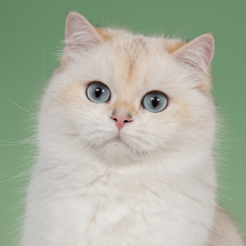 Foto van de poes