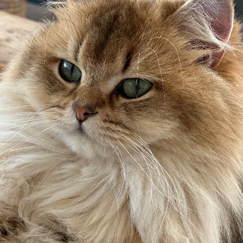 Foto van de poes