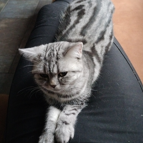 Foto van de poes