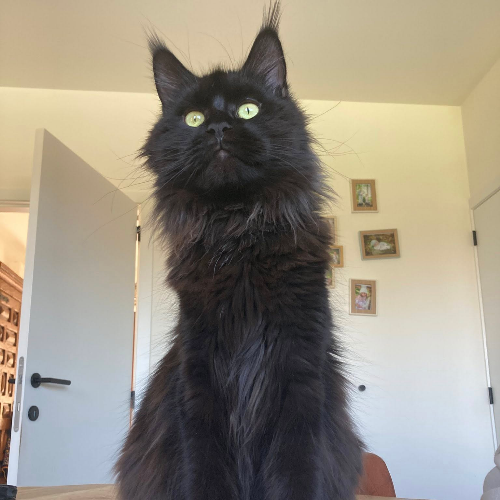 Foto van de poes