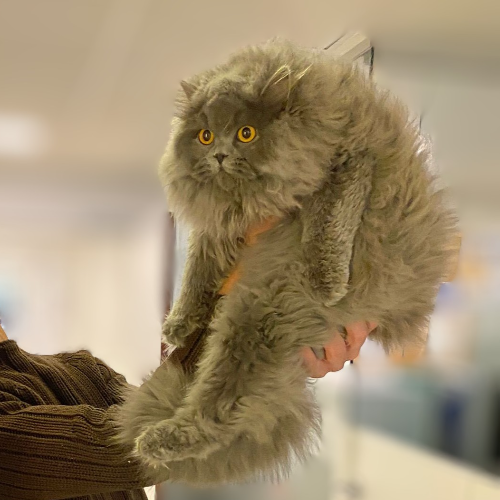 Foto van de poes