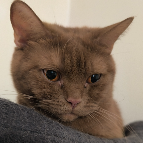 Foto van de poes