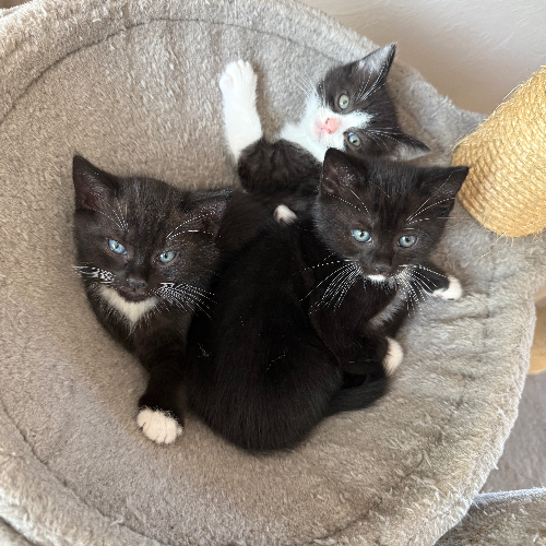 Foto van de poes