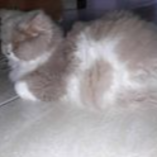 Foto van de poes