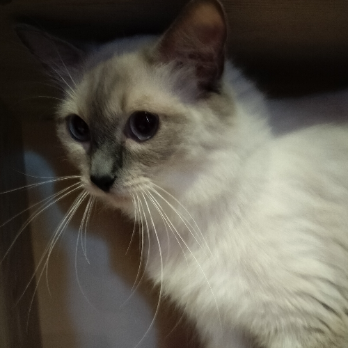 Foto van de poes