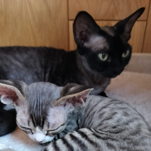 Foto van de poes