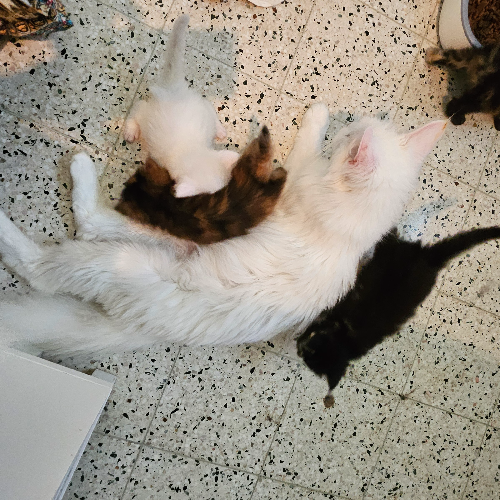 Foto van de poes