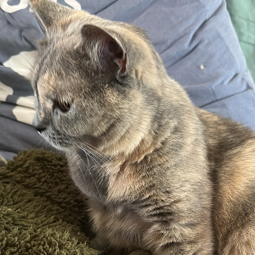 Foto van de poes