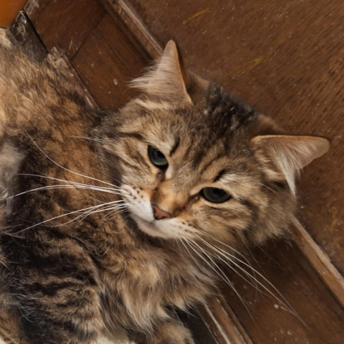 Foto van de poes
