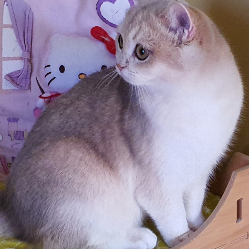Foto van de poes