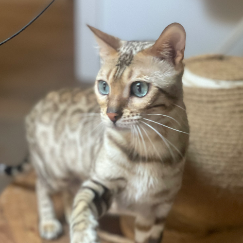 Foto van de poes