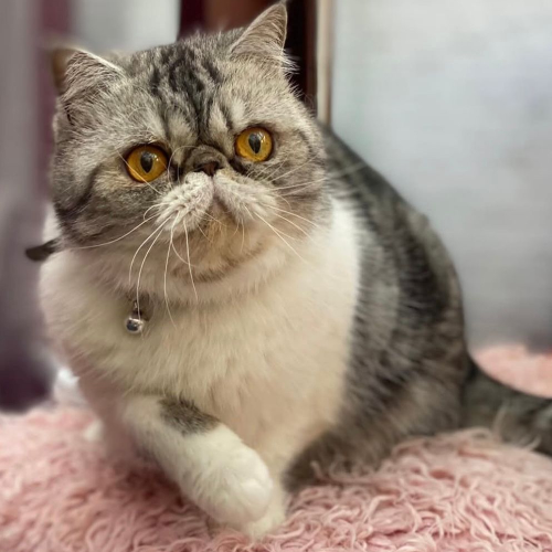 Foto van de poes