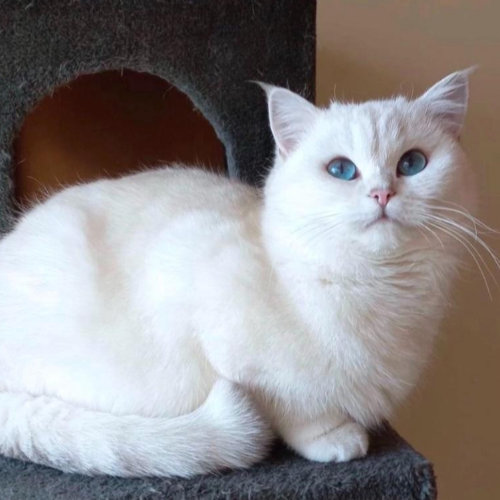 Foto van de poes
