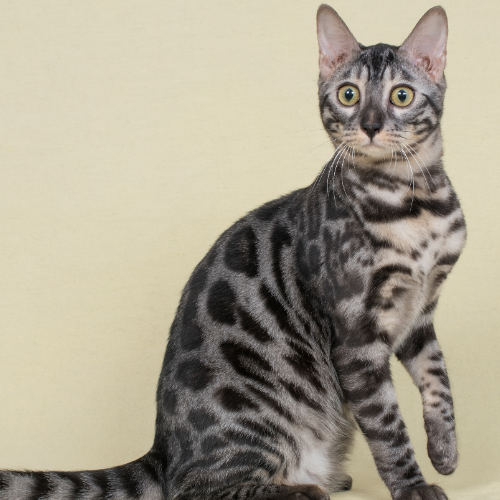 Foto van de poes